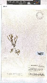 Dictyota dichotoma image
