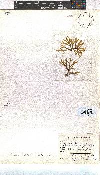 Dictyota dichotoma image
