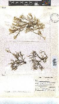 Dictyota dichotoma image