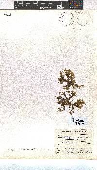 Dictyota dichotoma image