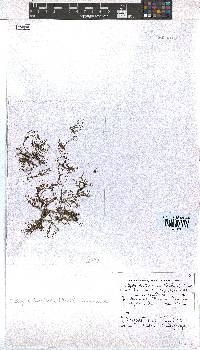 Dictyota dichotoma image