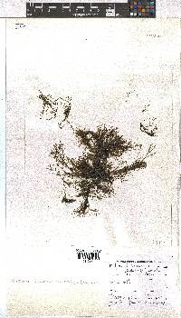 Dictyota dichotoma image