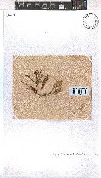 Dictyota dichotoma image