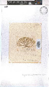 Dictyota dichotoma image