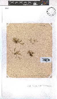 Dictyota dichotoma image