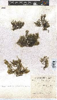 Dictyota dichotoma image