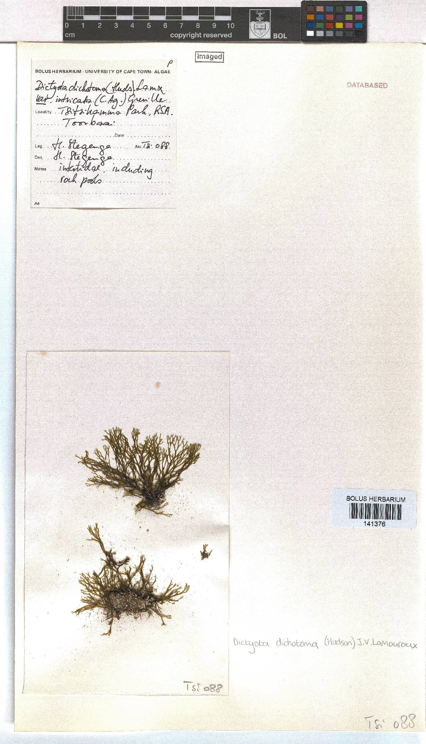 Dictyota dichotoma image