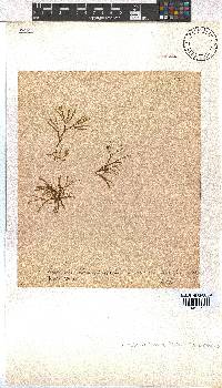 Dictyota dichotoma image