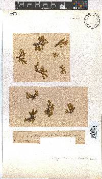 Dictyota dichotoma image