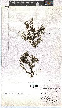 Dictyota dichotoma image