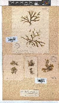 Dictyota dichotoma image