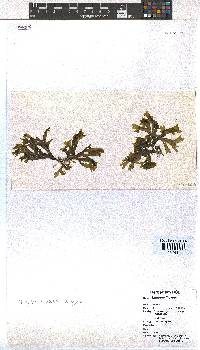 Dictyota liturata image