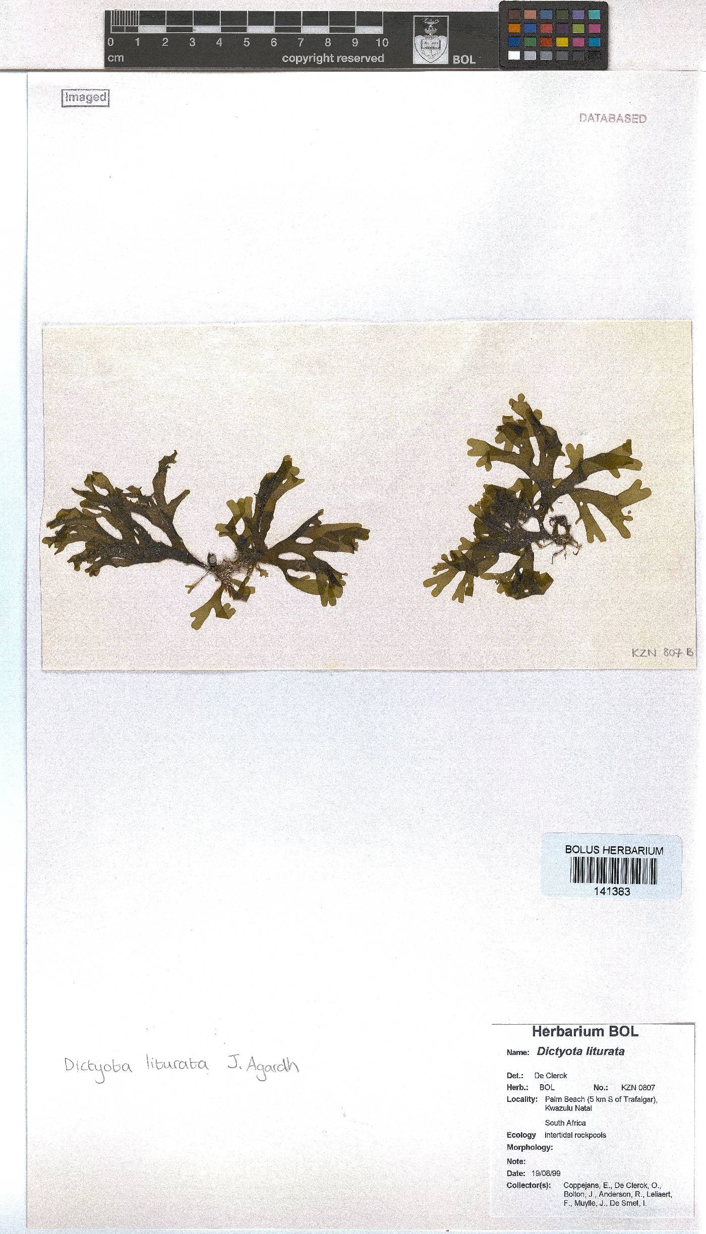 Dictyota liturata image