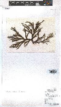 Dictyota liturata image