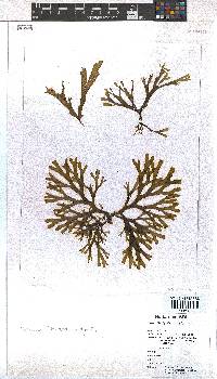 Dictyota liturata image
