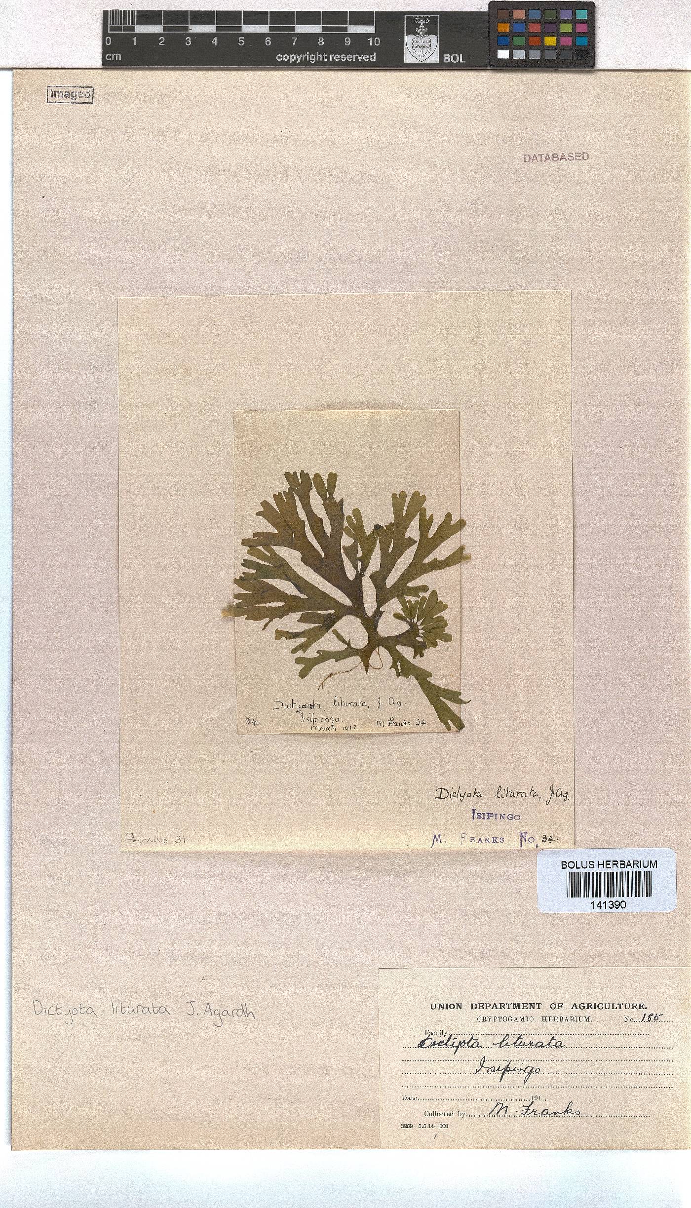Dictyota liturata image