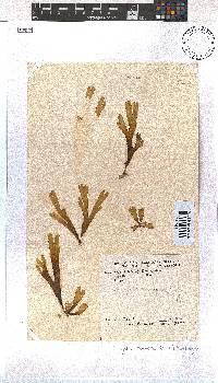 Dictyota naevosa image