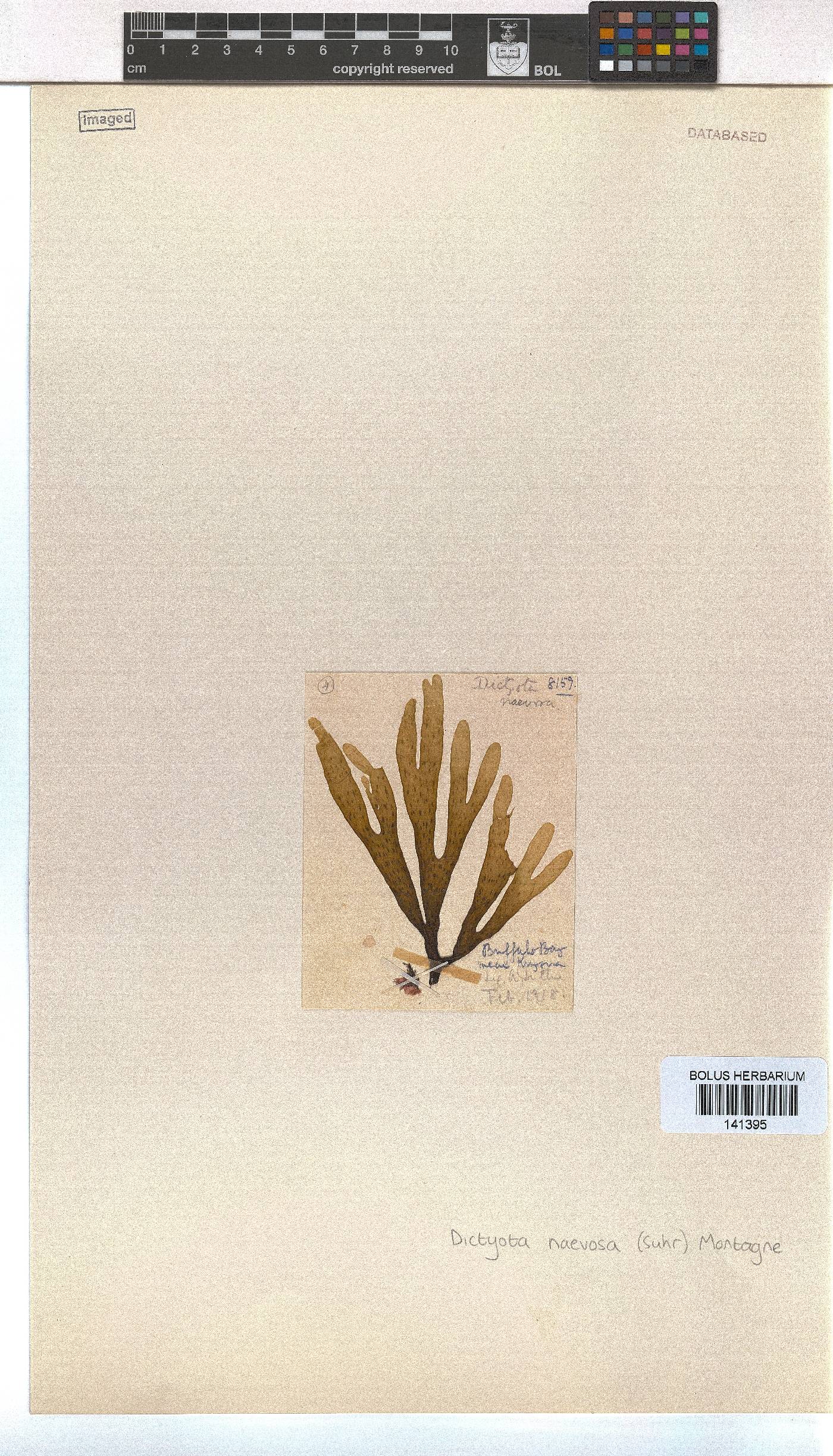 Dictyota naevosa image