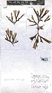 Dictyota naevosa image