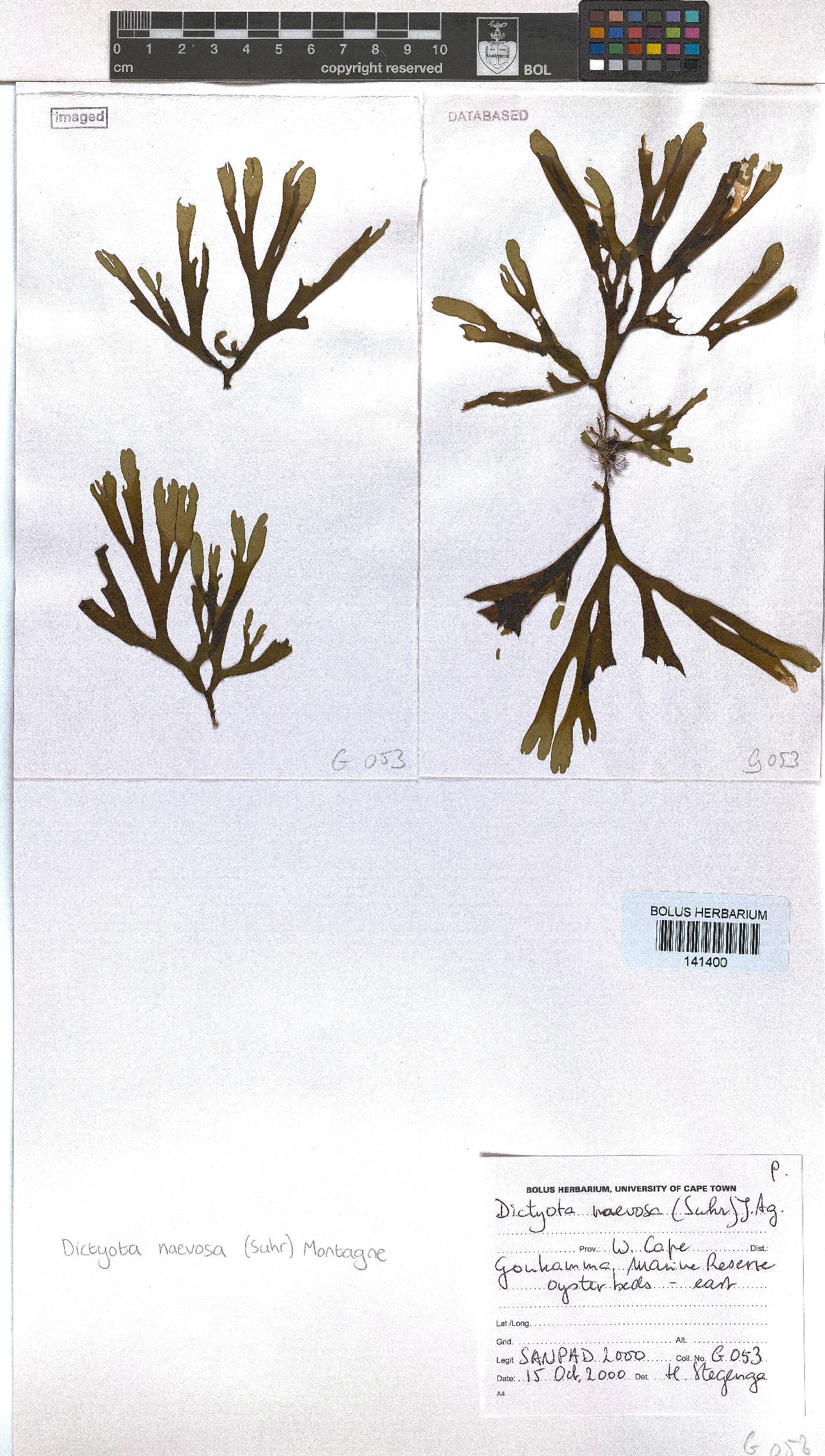 Dictyota naevosa image