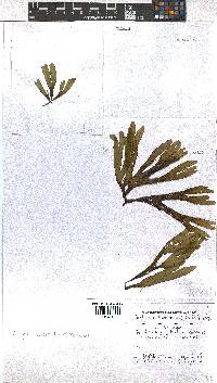 Dictyota naevosa image