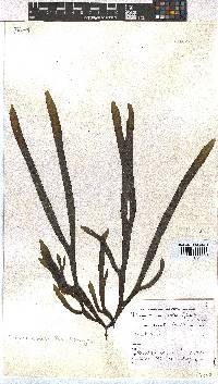 Dictyota naevosa image