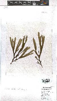 Dictyota naevosa image