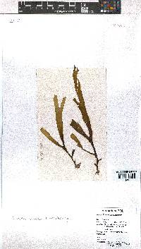 Dictyota naevosa image