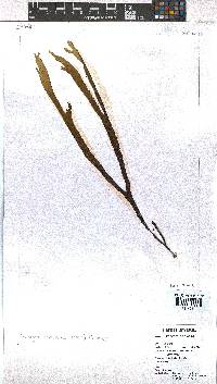 Dictyota naevosa image
