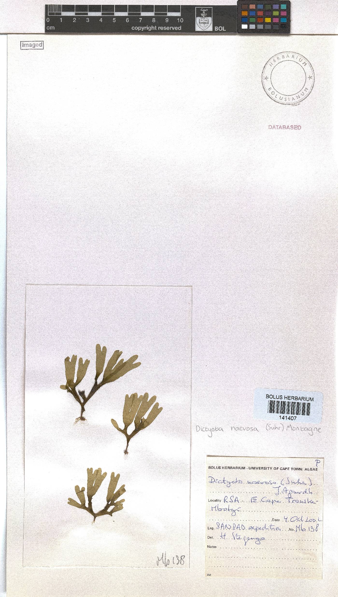 Dictyota image