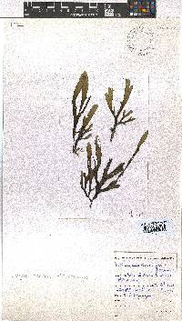 Dictyota naevosa image