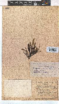 Dictyota naevosa image