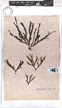 Dictyota naevosa image