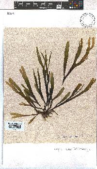 Dictyota naevosa image