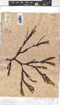 Dictyota naevosa image