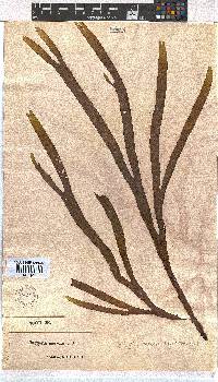 Dictyota naevosa image