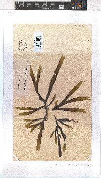 Dictyota naevosa image