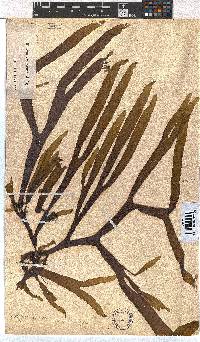 Dictyota naevosa image