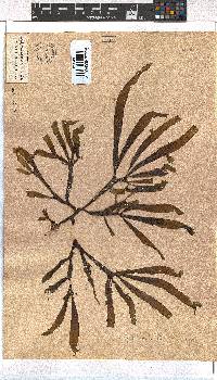 Dictyota naevosa image