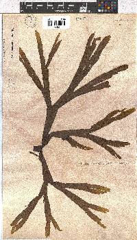 Dictyota naevosa image