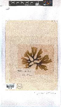 Dictyota naevosa image
