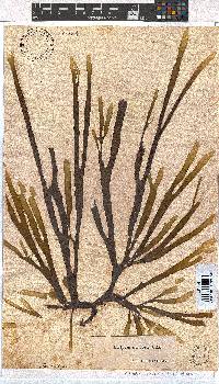 Dictyota naevosa image