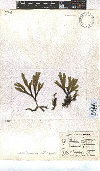 Dictyota naevosa image