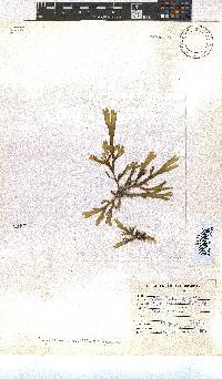 Dictyota naevosa image