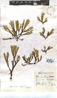 Dictyota naevosa image