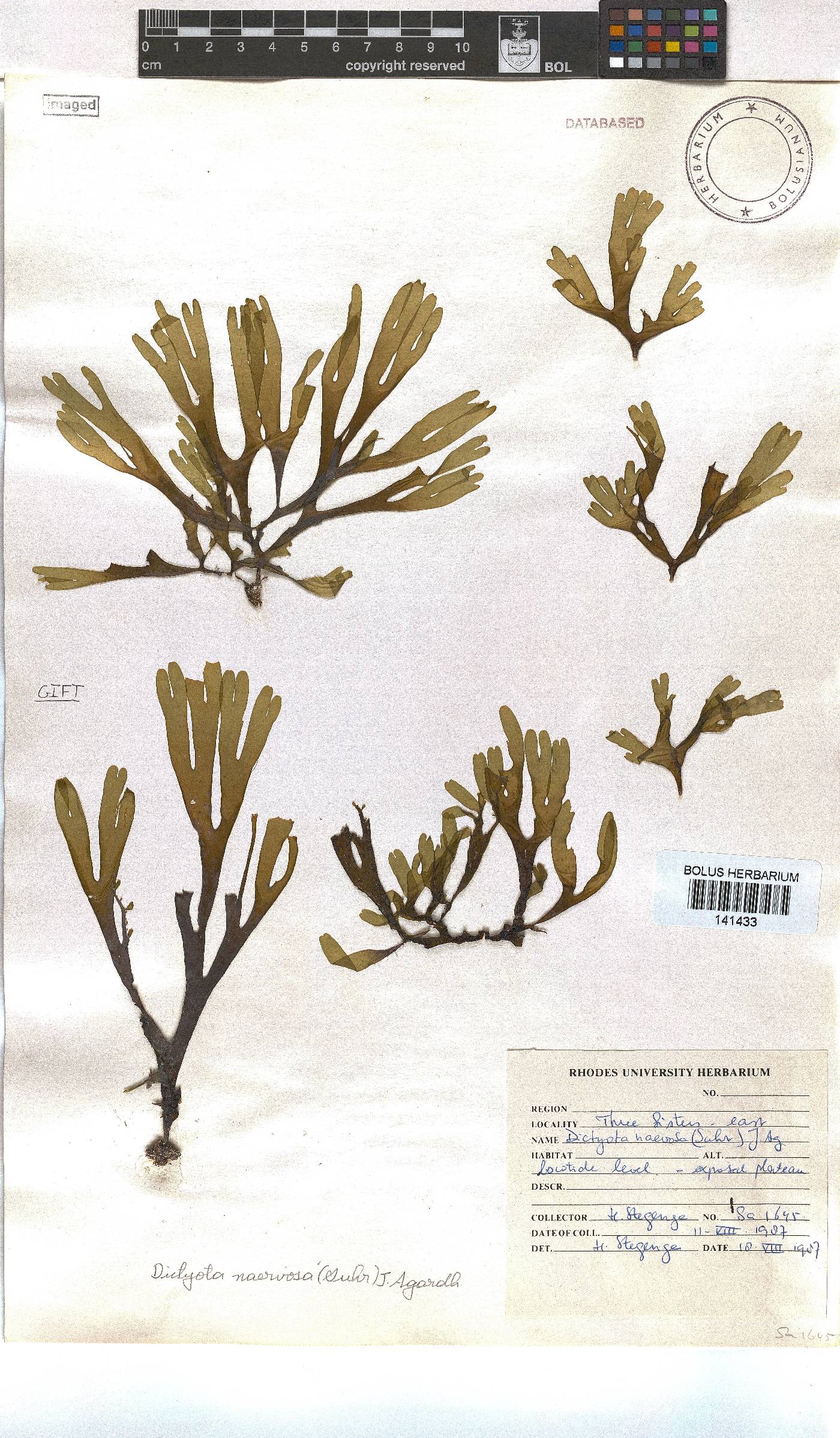 Dictyota naevosa image