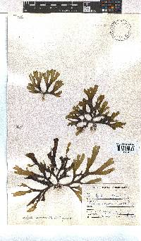 Dictyota naevosa image