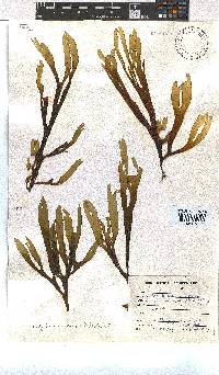 Dictyota naevosa image