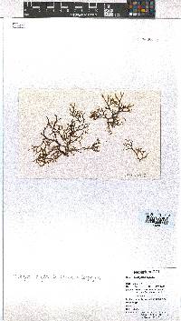 Image of Dictyota rigida