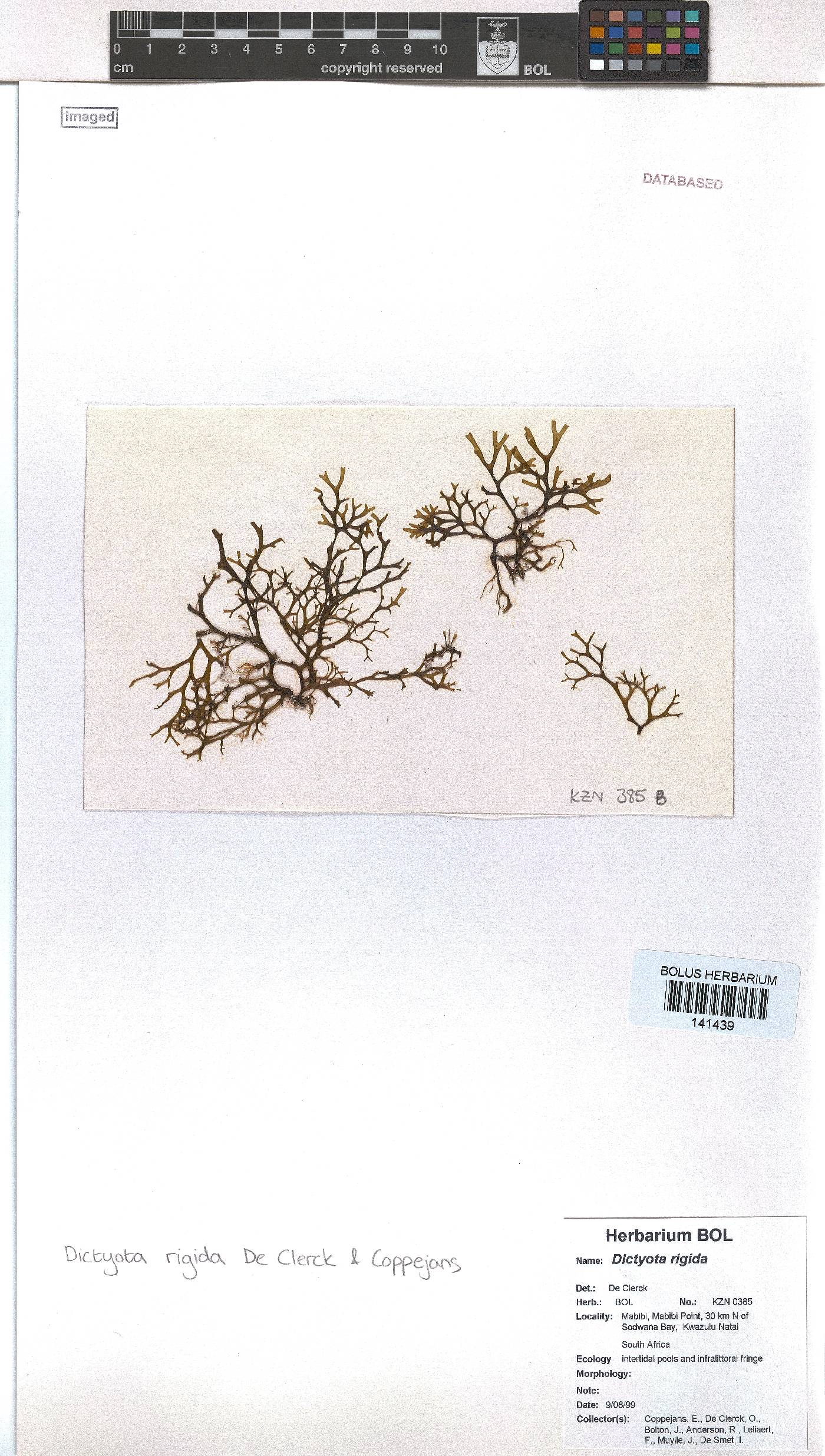 Dictyota rigida image